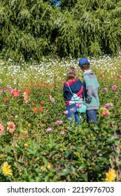 October-18-2014. Hood River, Oregon, USA. Young Couple Enjoying The Dahlias And Other Flowers In Bloom At A Commercial Flower Grower. (Editorial Use Only)