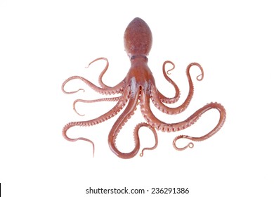 Octopus - Shutterstock ID 236291386