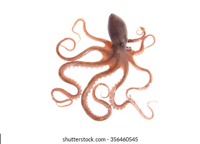 Octopus