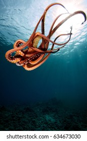 Octopus