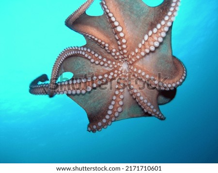 Octopus, Aegean Sea, Underwater, Sea Anemone, Sea Urchin, Diver, Scuba Diving, Nature