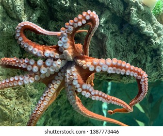 Octopus In Aquarium On The Glass