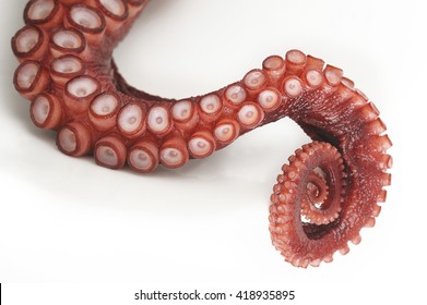 Octopus Arm