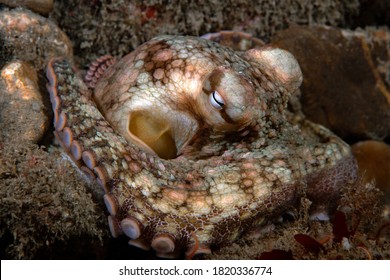 Octopus bimaculoides, California Two-spot Octopus