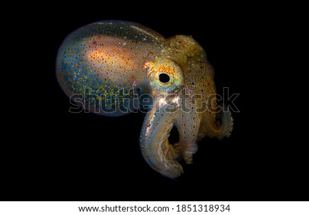 Octopus Blackwater Diving Underwater Photo