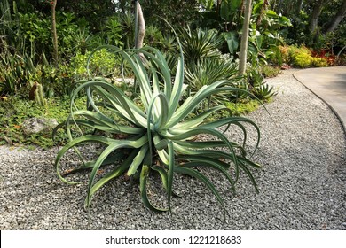 Octopus Century Plant with undulating twisting gray-green leaves growing in a tropical arid garden.