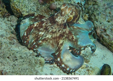 An octopus, Octopus cyanea, hunts for small crabs on a coral reef in Wakatobi National Park, Indonesia. This intelligent species is diurnal and is commonly found camouflaged on shallow reefs.