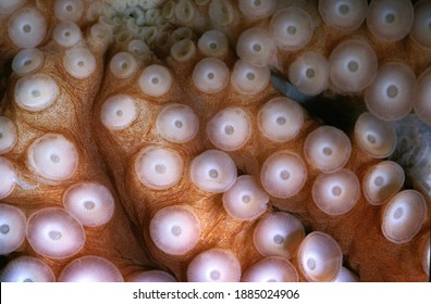 OCTOPUS Octopus Cyanea, TENTACLES SHOWING SUCKERS