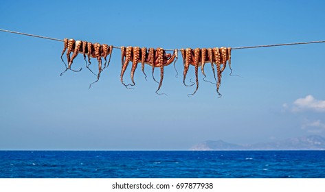 Octopus Dried Under The Sun Of The Greek Islands. 