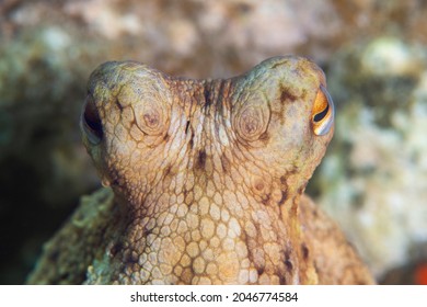 Octopus, Octopus eye. Octopus is camouflaged among the rocks. Octopus vulgaris Cuvier. Canakkale, Turkey.
 - Shutterstock ID 2046774584