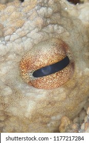 Octopus Eye Close Up Underwater
