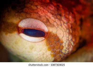 Octopus Eye Macro