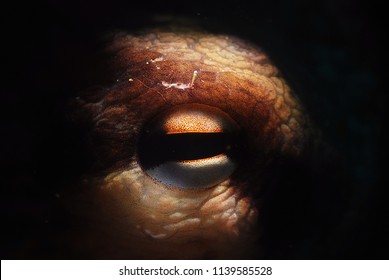 Octopus Eye Macro