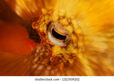 Octopus Eye Macro