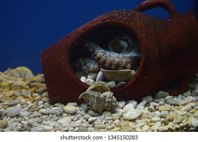 Octopus Hiding Inside Old Jug