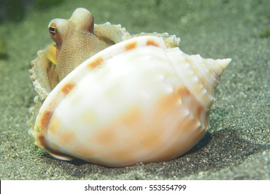 Octopus Hiding In A Sea Shell