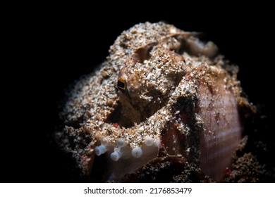 An Octopus Hiding In A Shell 