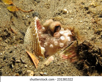 Octopus Hiding In A Shell