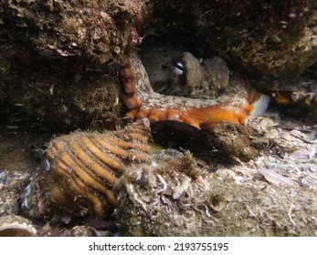 Octopus  Hiding Under A Rock