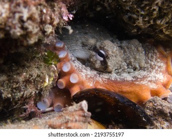 Octopus  Hiding Under A Rock