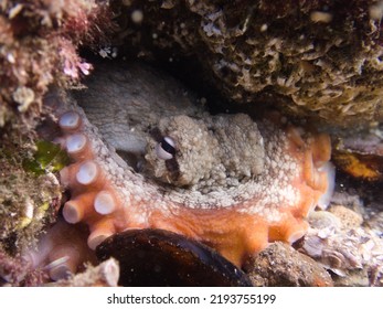 Octopus  Hiding Under A Rock