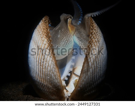 An octopus inside a shell
