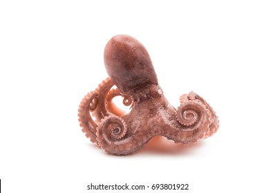 Octopus Isolated On White Background