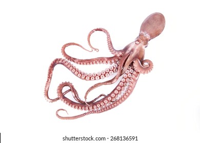 523 Octopus scary Stock Photos, Images & Photography | Shutterstock