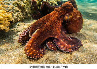 Octopus King Of Camouflage In The Red Sea, Eilat Israel A.e
