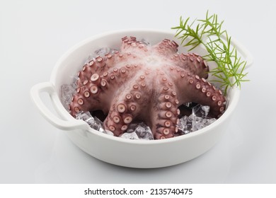 Octopus mollusk. It has eight legs, many suckers, and the male's third leg is responsible for reproduction.
