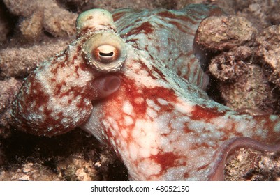 Octopus From A Night Dive In The Grand Cayman Island