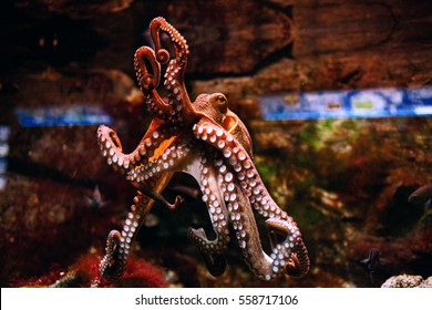 Octopus On A Glass Wall In Aquarium