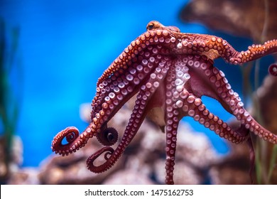 Octopus On A Glass Wall In Malta National Aquarium