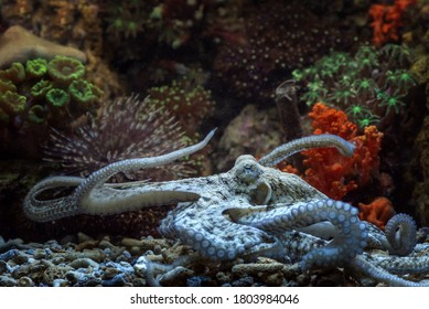 Octopus On The Ocean Floor