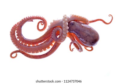 Octopus on a white background
