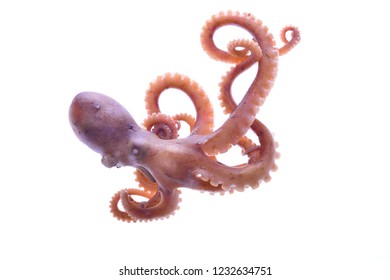 Japanilainen Octopus suku puoli
