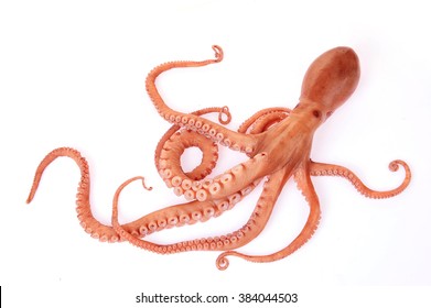 Octopus on a white background