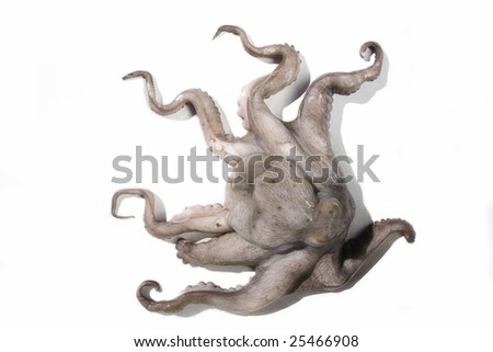 octopus on white background Stock foto © 