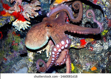 Octopus Pine Knoll Shores Aquarium Animals Wildlife Stock Image 1460081618