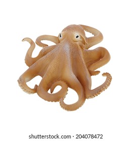 Octopus Rubber Isolated On White Background