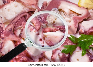 Octopus Salad HACCP (Hazard Analyses And Critical Control Points) - Food Safety And Quality Control In Food Industry - Concept With Octopus Fish Under Magnifying Glass