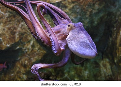 8,638 Octopus eye Images, Stock Photos & Vectors | Shutterstock