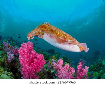 An Octopus Swims On A Coral Reef Under The Deep Sea.