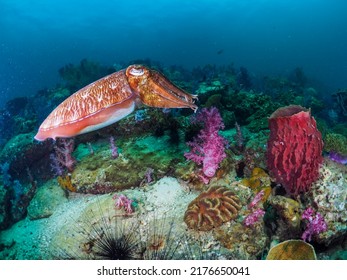 An Octopus Swims On A Coral Reef Under The Deep Sea.