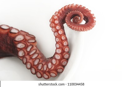 octopus - tentacles of octopus