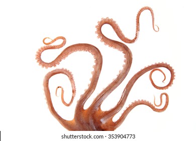 Octopus tentacles