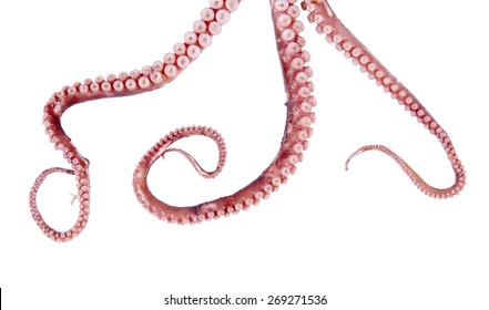 Octopus tentacles, close-up