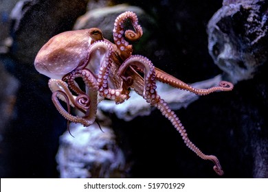 Octopus Underwater Close Up Portrait Detail Hunting On The Rocks