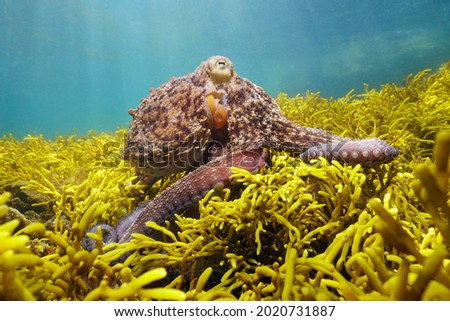Octopus underwater in the ocean with algae, Bifurcaria bifurcata, Eastern Atlantic, Spain, Galicia