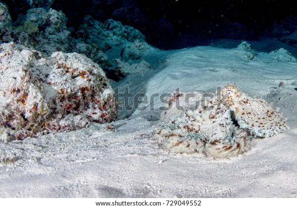 octopus underwater portrait hunting in sand\
while night diving in\
Indonesia